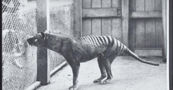 Genomul complet al tigrului tasmanian, reconstituit din specimen vechi de 110 ani