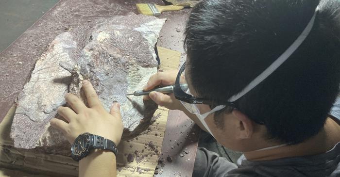 Hong Kong descoperă primele fosile de dinozaur pe o insulă îndepărtată