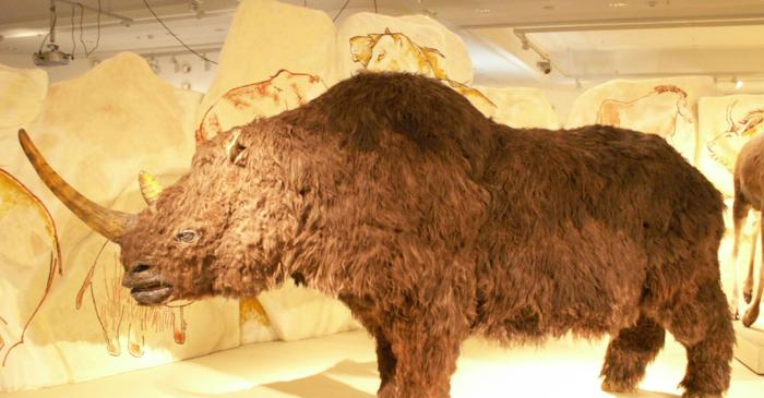 Rinocerii lânoși aveau cocoașă, confirmă o descoperire în Siberia