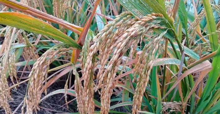 A stimulat berea din orez dezvoltarea agriculturii în Asia de Est?