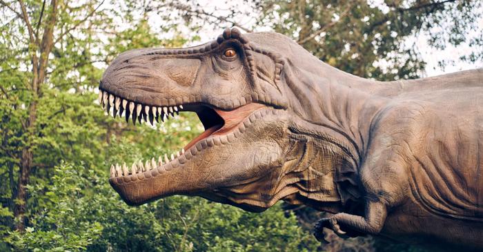 Găina modernă, cea mai apropiată rudă în viață a lui Tyrannosaurus Rex