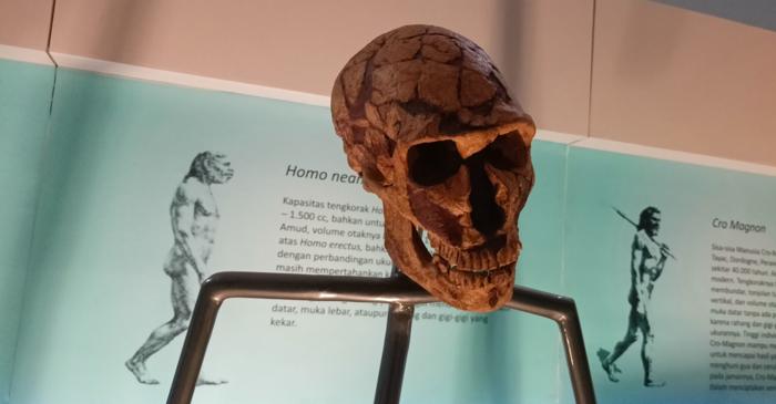 ADN-ul de neanderthal influențează forma creierului și riscurile neurologice la europeni