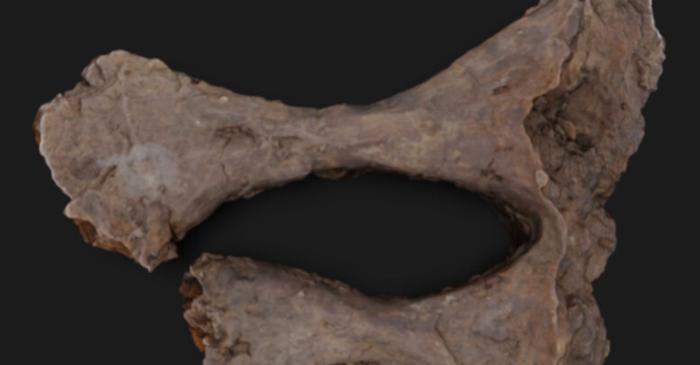 Cercetătorii din Liverpool au descoperit urme de colagen în oasele unui dinozaur