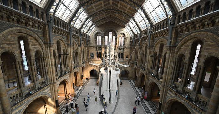 Muzeul de Istorie Naturală din Londra găzduiește 80 de milioane de comori ale naturii