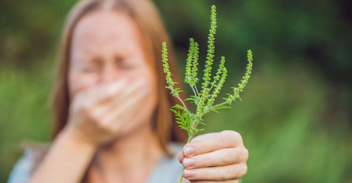 Nivelurile crescute de polen sporesc mortalitatea în rândul vârstnicilor cu boli respiratorii
