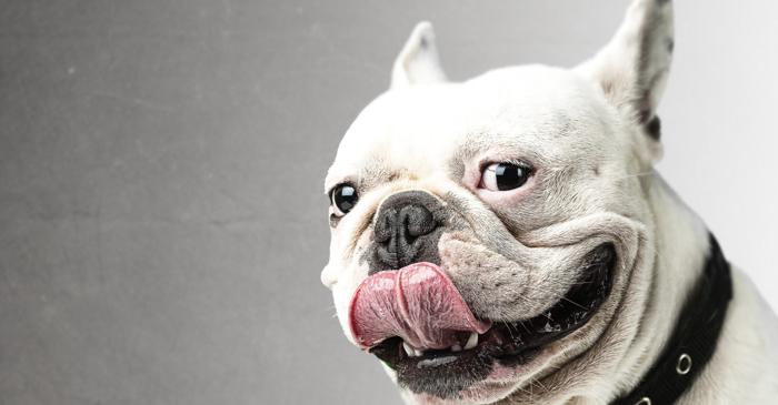 Ce secrete canine ascund zgărzile de la Castelul Leeds?