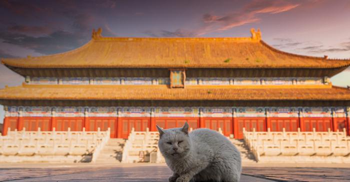Pisicile domestice au ajuns în China pe Drumul Mătăsii acum 1.400 de ani