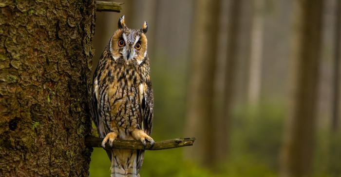 Cercetătorii au descoperit strălucirea roz ascunsă în aripile ciufului de pădure