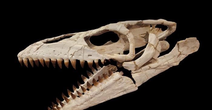 A fost descoperită sub un pod cea mai mare vertebră de mosasaur din Mississippi