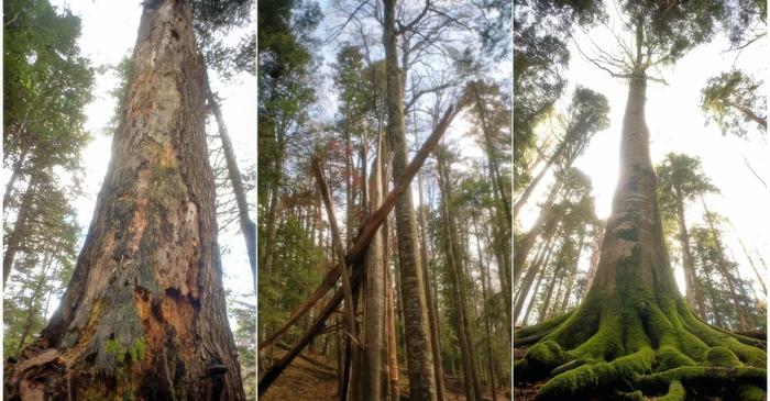 Pădurile seculare din România, fortărețe verzi ale biodiversității europene
