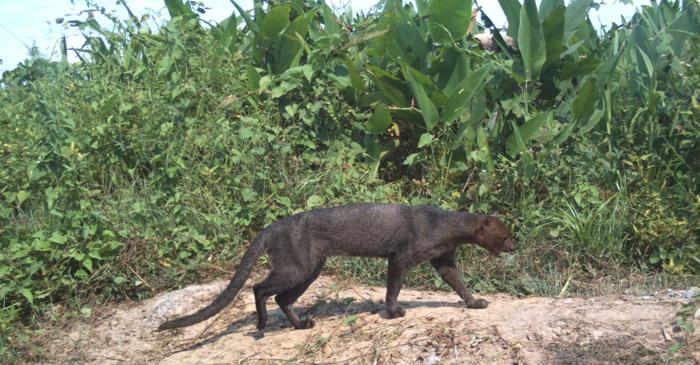 Jaguarundi, felina dispărută de acum 40 de ani, a reapărut misterios în Texas