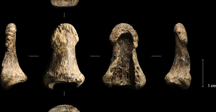 Un bumerang din colți de mamut, descoperit în Polonia, are 40.000 de ani