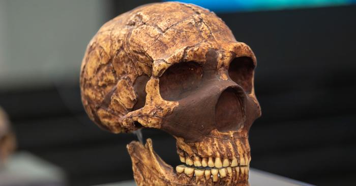 ADN-ul neanderthalian, posibilă cauză a malformațiilor Chiari care afectează creierul