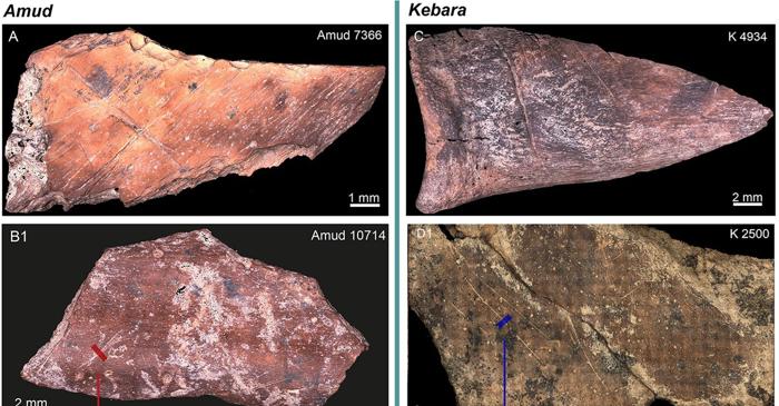 Cum demonstrau neanderthalienii rafinament culinar acum 60.000 de ani?