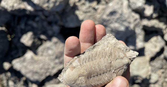 Cum foloseau romanii o fosilă de trilobit veche de 450 de milioane de ani?