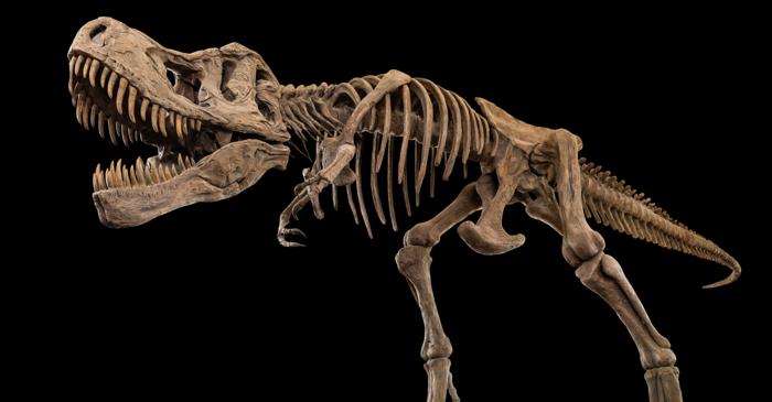 Cum se vindeca un T. rex rănit acum 66 de milioane de ani?