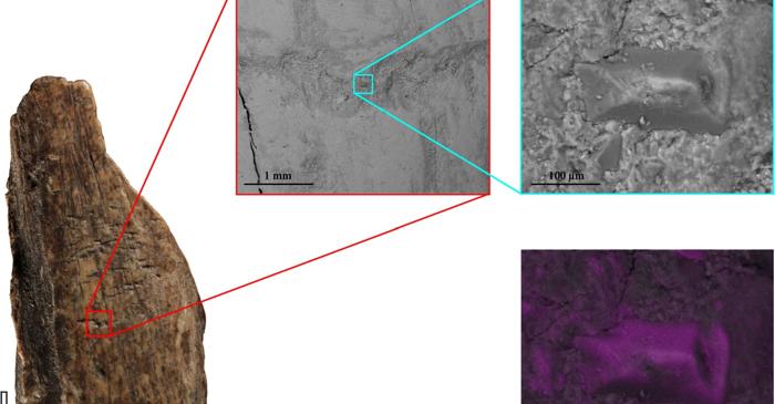 Neanderthalienii din Belgia transformau oasele de leu în unelte multifuncționale