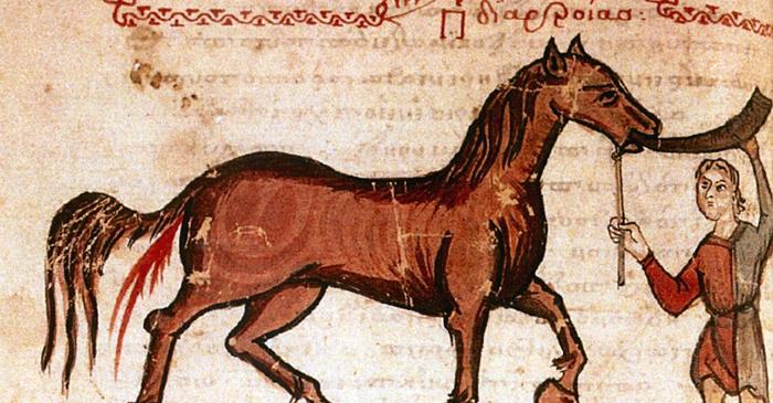 Originile străvechi ale medicinei veterinare: de la China antică la Europa modernă