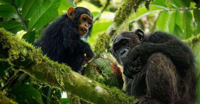 Cimpanzeii din Tanzania oferă indicii despre viața arboricolă a strămoșilor umani