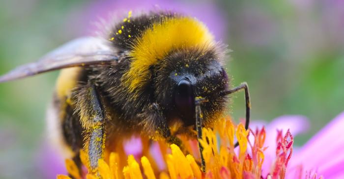 Reginele de bumblebee învață mai repede decât muncitoarele și depășesc animale cu creier mai mare