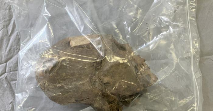 Un cap mumificat din Bolivia, considerat incaș timp de un secol, aparținea de fapt unui bărbat aymara