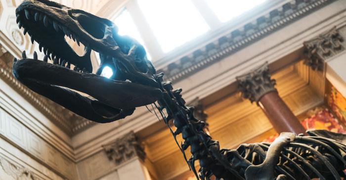 Un nou megaraptor descoperit în Argentina vâna crocodili