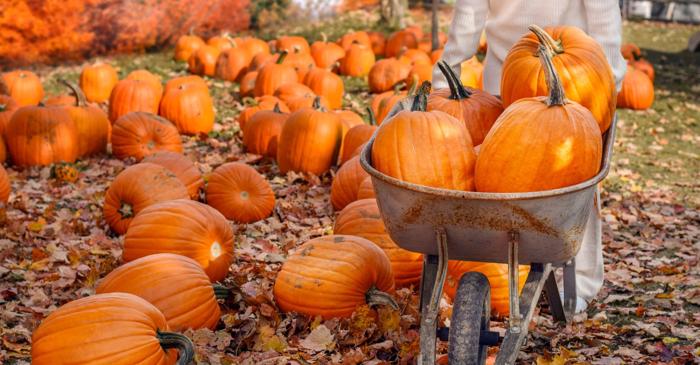 Ce anume le permite dovlecilor să atingă peste 1.200 de kilograme?
