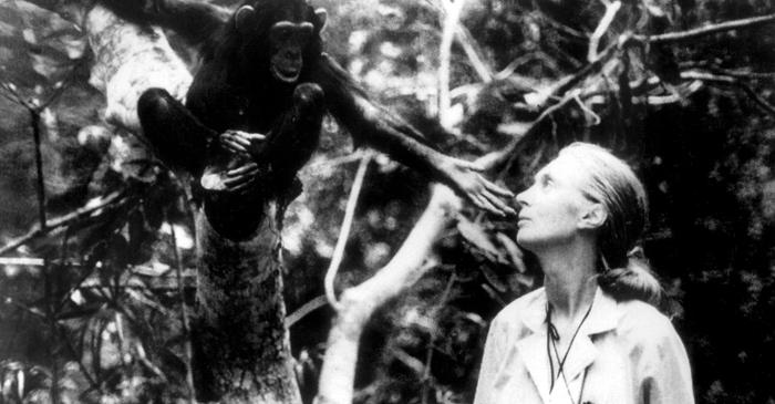 Cum a redefinit Jane Goodall granița dintre om și animal?