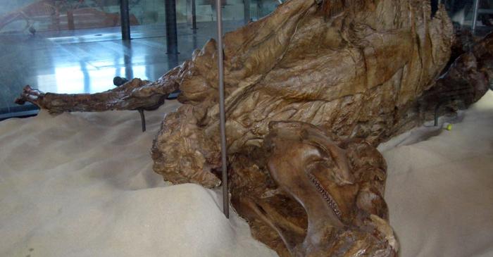 Mumiile unor dinozauri din Wyoming dezvăluie primele copite de reptilă