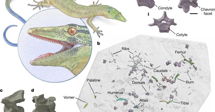 O reptilă jurasică cu trup de șopârlă și dinți de șarpe a fost descoperită în Scoția