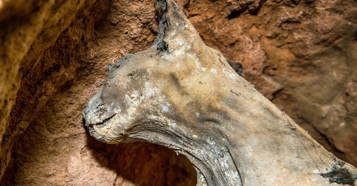 Primii gheparzi mumificați natural au fost descoperiți într-o peșteră din Arabia Saudită