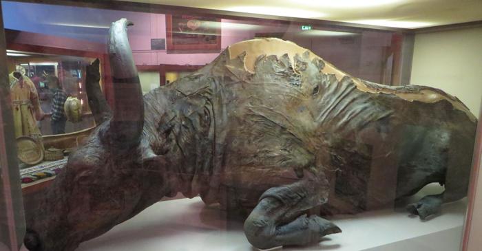 Un bizon preistoric de 50.000 de ani a fost gătit și mâncat de cercetători în 1984