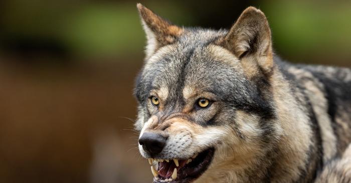 Un hibrid lup-câine a fost confirmat pentru prima dată în Grecia