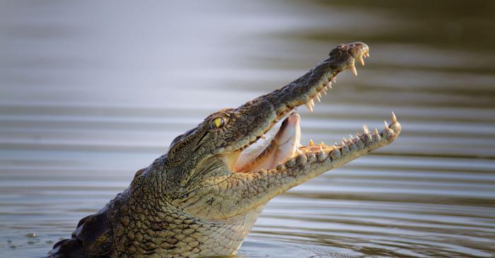 Crocodilii chiar plâng în timp ce mănâncă, dar nu din remușcare