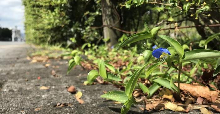 O plantă comună din Japonia a evoluat în doar câteva decenii pentru a se adapta la viața de oraș