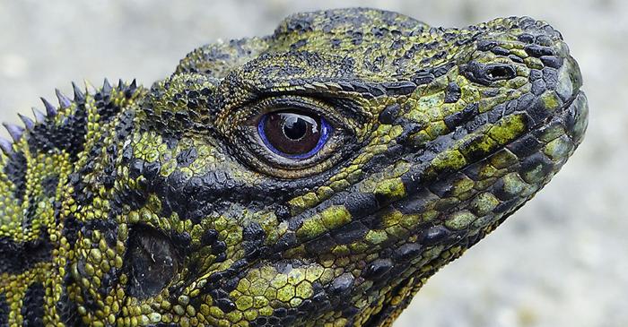 O șopârlă cu aspect de dragon și un al treilea ochi trăiește în Filipine