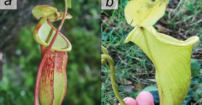 O nouă specie de plantă carnivoră cu mai puțin de 50 de exemplare în lume a fost descoperită în Filipine