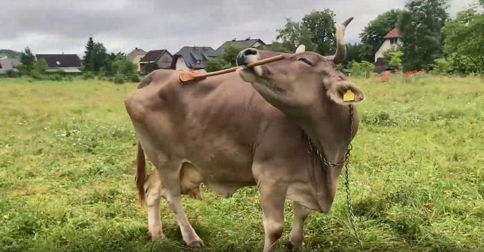 Cum ne obligă o vacă să regândim inteligența animalelor?