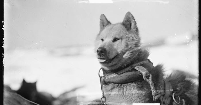 De ce au fost interziși câinii în Antarctica după aproape un secol de serviciu?