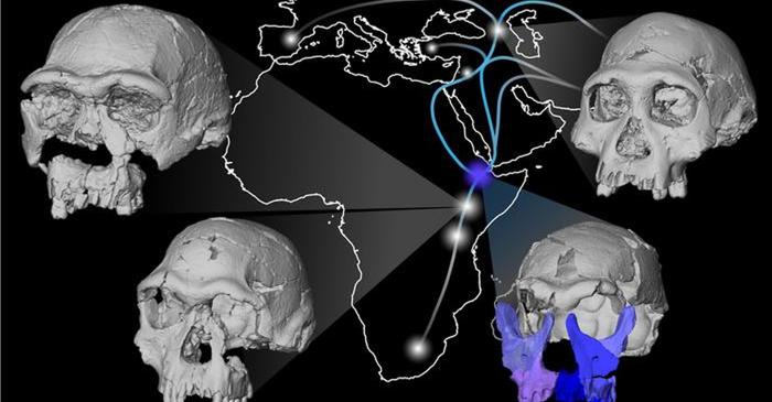 Fața reconstruită a lui Homo erectus complică înțelegerea evoluției umane