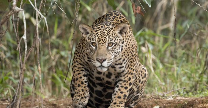 Jaguarii pot mieuna ca pisicile domestice