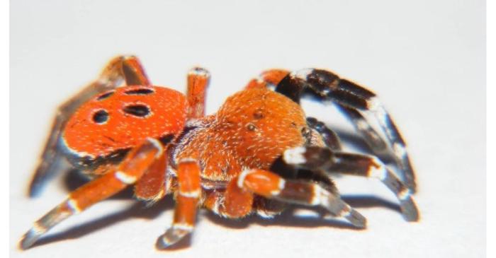 O nouă specie de păianjen-buburuză cu capul complet roșu a fost descoperită în Maroc