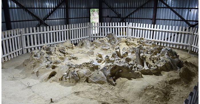 Oamenii preistorici au supraviețuit apogeului erei glaciare în adăposturi temporare din oase de mamut
