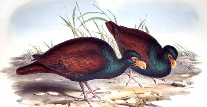 Ultima rudă a păsării dodo a fost observată din nou în Samoa după ani de absență