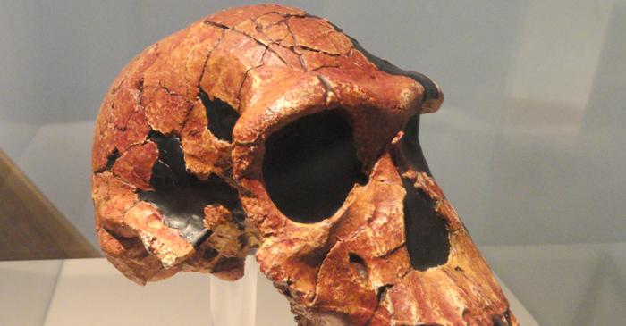 Un schelet de Homo habilis descoperit în Kenya dezvăluie un hibrid neașteptat între maimuță și om