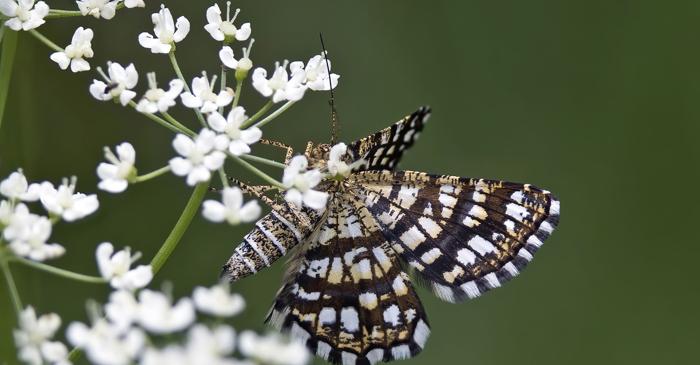 Viața urbană rescrie ADN-ul insectelor în fiecare oraș european