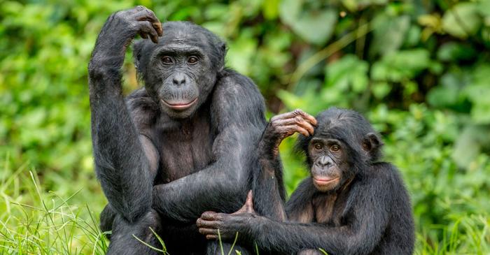 Bonobo imită expresiile faciale la o viteză de șapte mișcări pe secundă