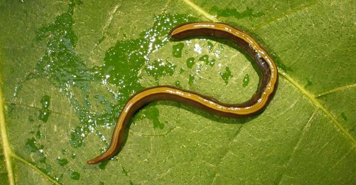 Câinii și pisicile răspândesc o specie invazivă de viermi plați în Franța
