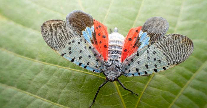 Cum ajută orașele o insectă invazivă să cucerească Statele Unite?