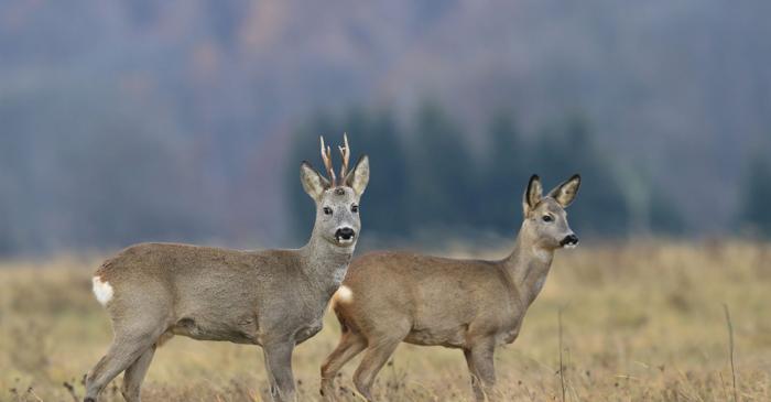 De ce am putea avea de două ori mai multe specii de vertebrate decât credeam?